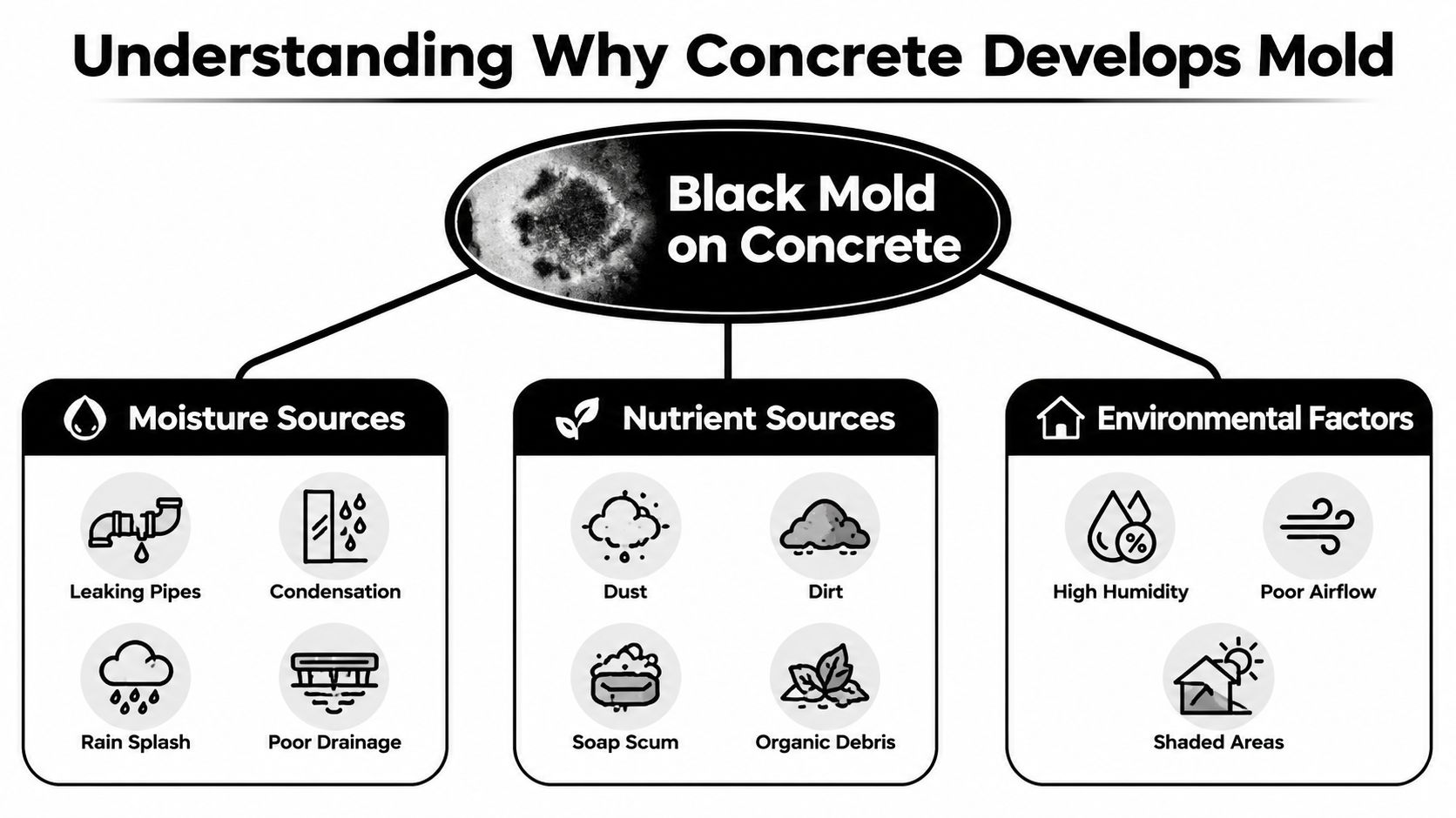An infographic detailing the causes of black mold on concrete, including moisture, nutrient, and environmental factors.
