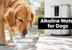 is-alkaline-water-good-for-dogs-golden-retriever